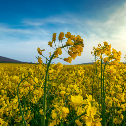 RBD Rapeseed / Canola Oil